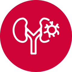 Kidney cancer icon